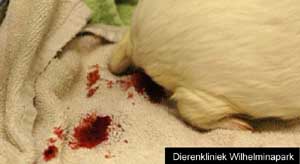 Deze cavia had bloederige uitvloeiing uit haar vulva.